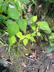 Amphicarpaea bracteata