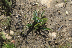 Eriospermum lanceifolium
