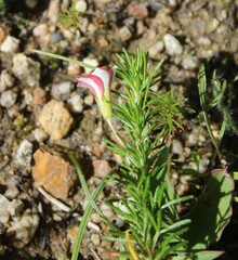 Oxalis tenuifolia