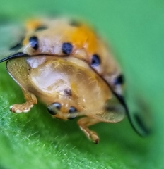 Aspidimorpha miliaris