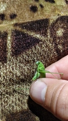 Phaneroptera falcata