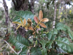 Alectryon tomentosus