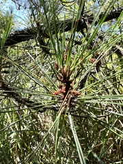 Pinus taiwanensis
