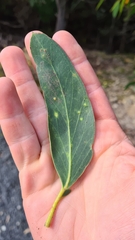 Eucalyptus baxteri