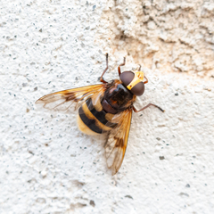 Volucella elegans