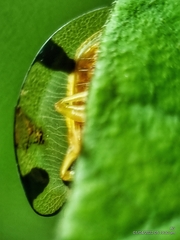 Aspidimorpha miliaris