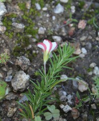 Oxalis tenuifolia