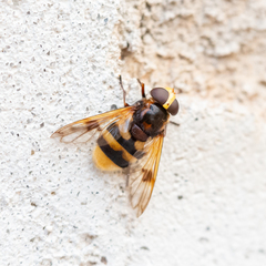 Volucella elegans