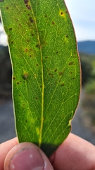 Eucalyptus baxteri