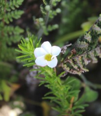 Oxalis tenuifolia