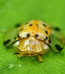 Aspidimorpha miliaris