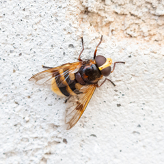Volucella elegans