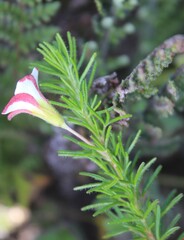 Oxalis tenuifolia