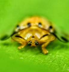 Aspidimorpha miliaris