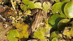Rana arvalis