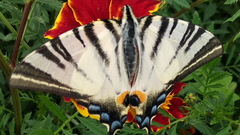 Iphiclides podalirius