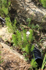 Oxalis tenuifolia