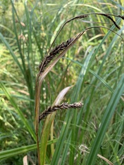 Carex vesicaria