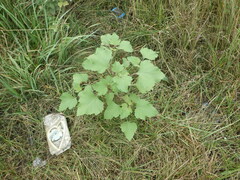 Xanthium orientale riparium