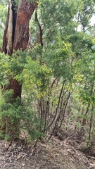 Acacia verticillata verticillata