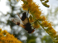 Volucella pellucens