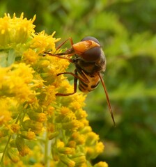 Volucella inanis