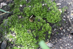 Trichostomum brachydontium