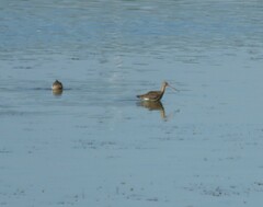 Limosa limosa