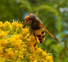 Volucella inanis