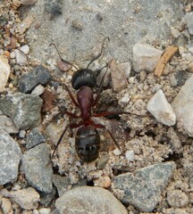 Camponotus