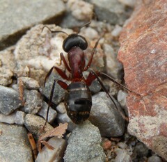 Camponotus