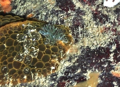 Doris wellingtonensis