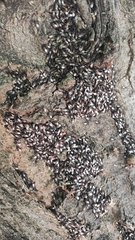 Oxycarenus lavaterae