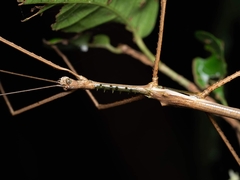 Acrophylla wuelfingi