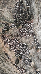 Oxycarenus lavaterae