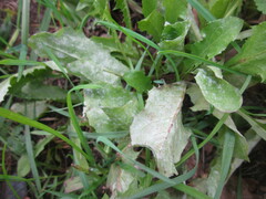 Podosphaera erigerontis-canadensis