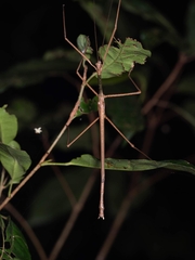 Acrophylla wuelfingi