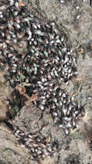 Oxycarenus lavaterae