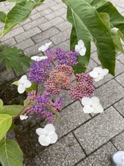 Hydrangea aspera
