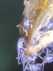 Dermestidae