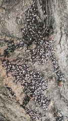 Oxycarenus lavaterae