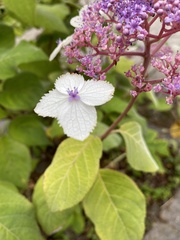Hydrangea aspera