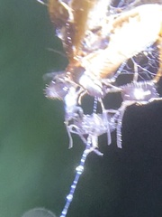 Dermestidae