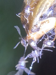 Dermestidae