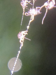 Dermestidae