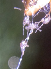 Dermestidae