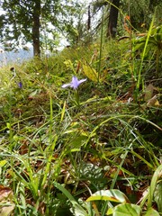 Gentianopsis ciliata