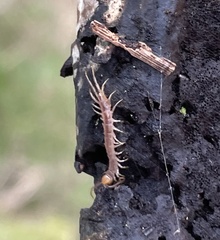 Lithobius forficatus