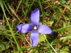 Gentianopsis ciliata