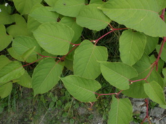 Reynoutria × bohemica